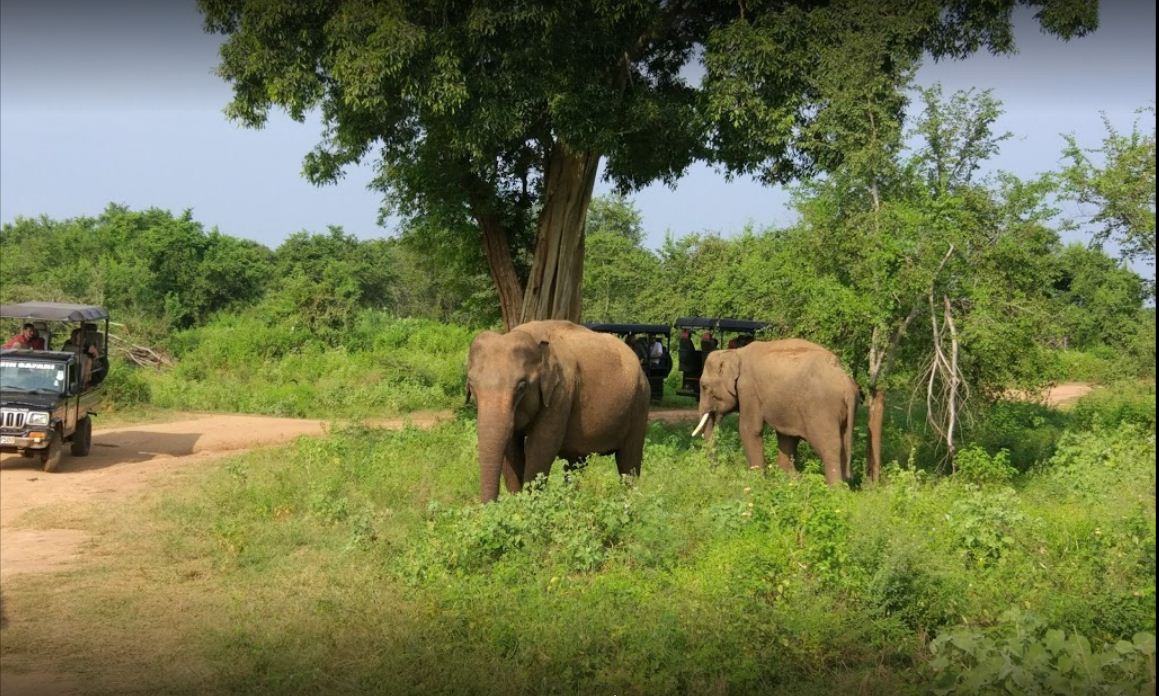 Parc naturel du Sri Lanka